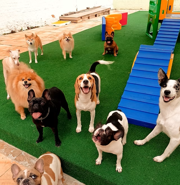 Área de pátio gramado amplo e totalmente seguro para recreação no Hotel Pet Vets
